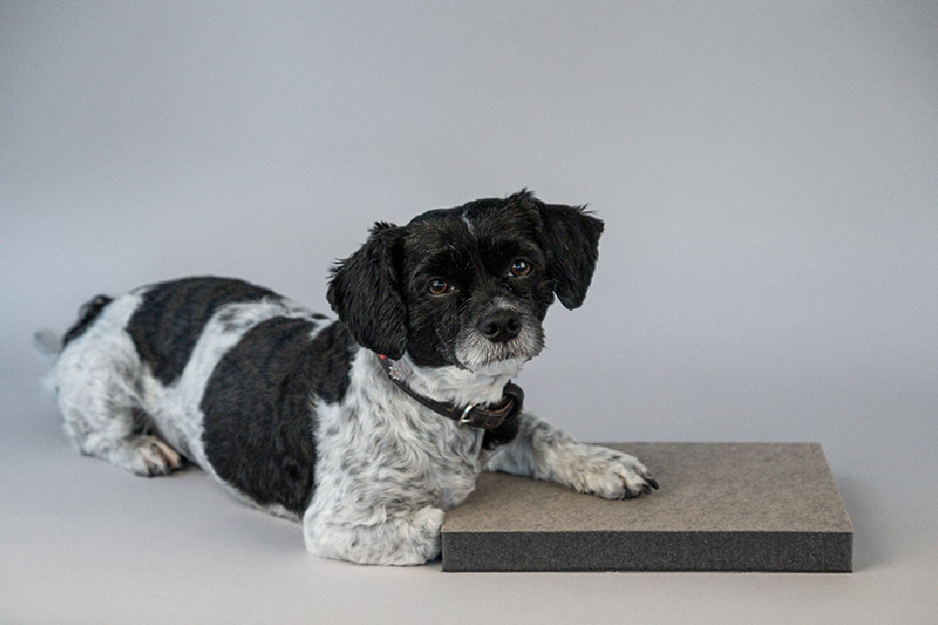 soni COMPOSITE Beige Horizontal sound insulation panel for sound transmission insulation with beige felt surface, with a small black and white dog sitting on it