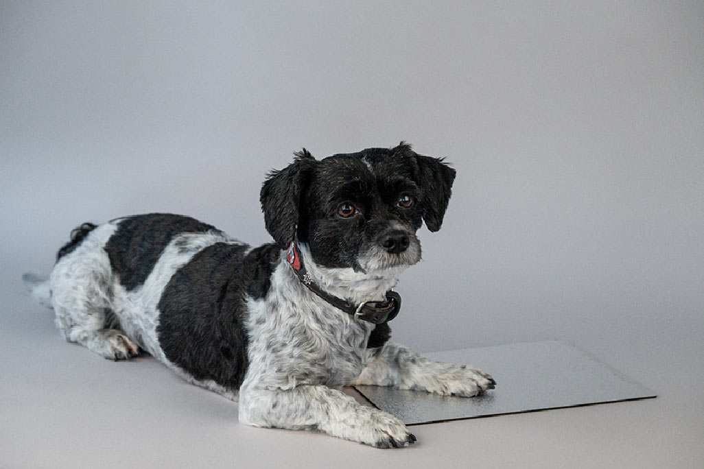 A small black and white dog lies on a black bitumen heavy foil soni HEAVY ALU