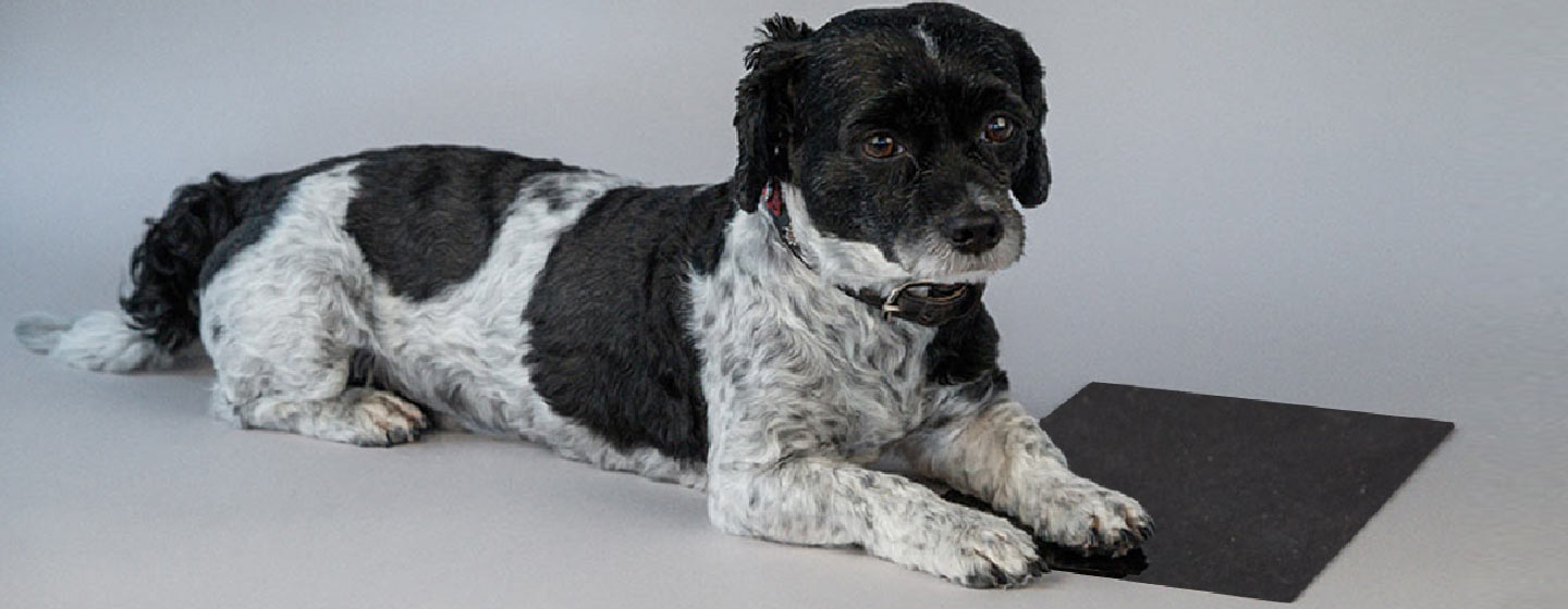 A small black and white dog lies on a black bitumen heavy foil soni HEAVY