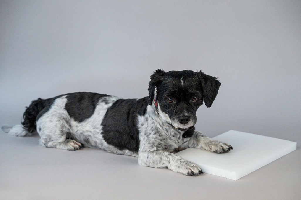 Horizontal white PES fleece panel for sound absorption, with a small black and white dog sitting on the corner and resting its paw on it